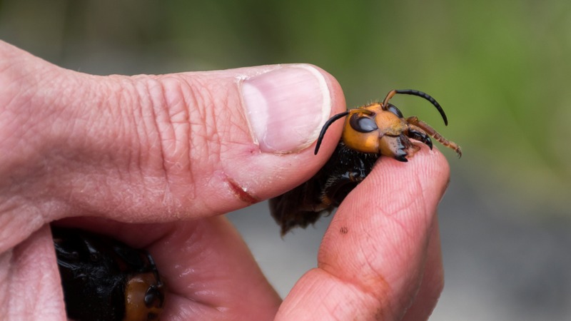 Vespa mandarinia