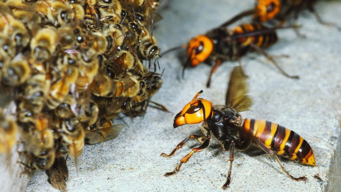 Abejas se defienden y matan un avispón gigante asiático