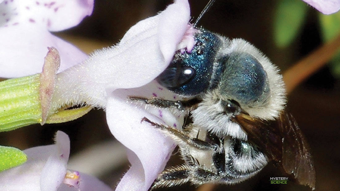 Reaparece abeja calamintha azul