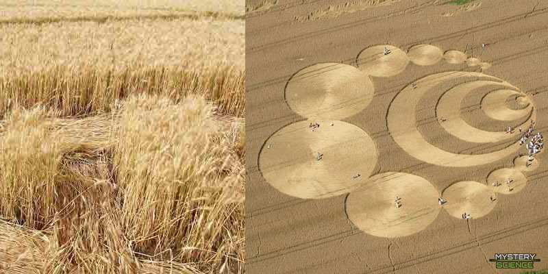 Crop circles en Suiza