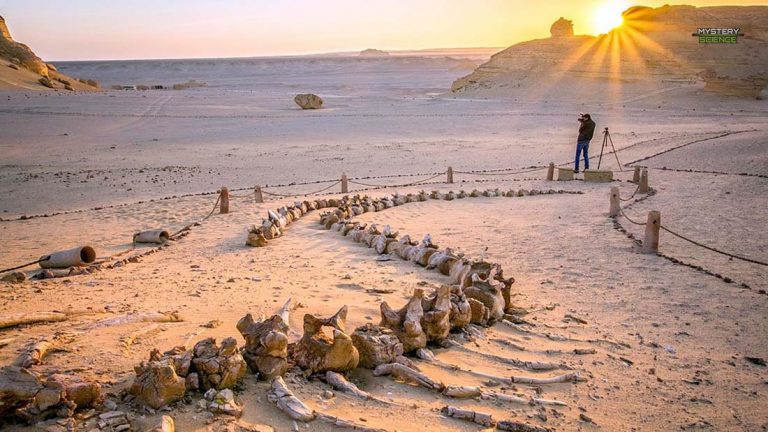 El Valle de las Ballenas en medio del desierto egipcio, ¿cómo llegaron restos de ballenas ahí?