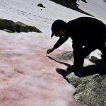 Nieve en los Alpes italianos se está volviendo rosa