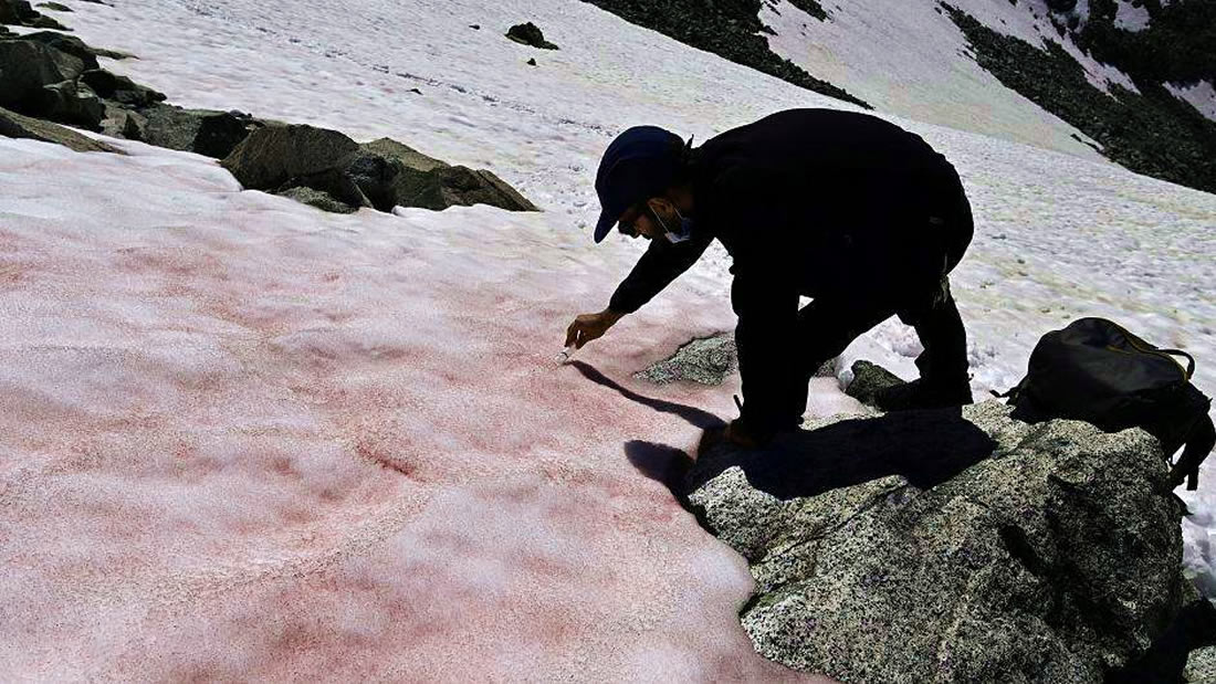 Nieve en los Alpes italianos se está volviendo rosa