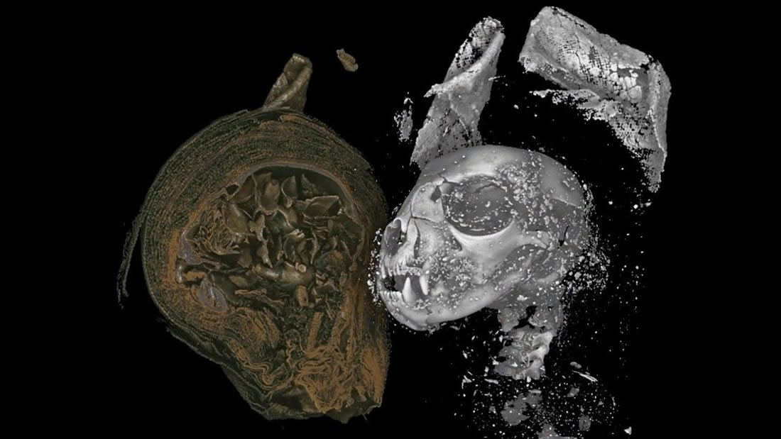 Revelan detalles de animales momificados hace 2.000 años gracias a rayos X en 3D (VIDEO)