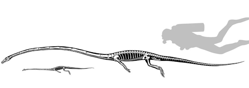 Tamaños de Tanystropheu