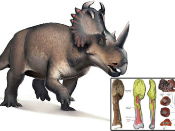 Descubren cáncer en el fósil de un dinosaurio que vivió hace unos 76 millones de años