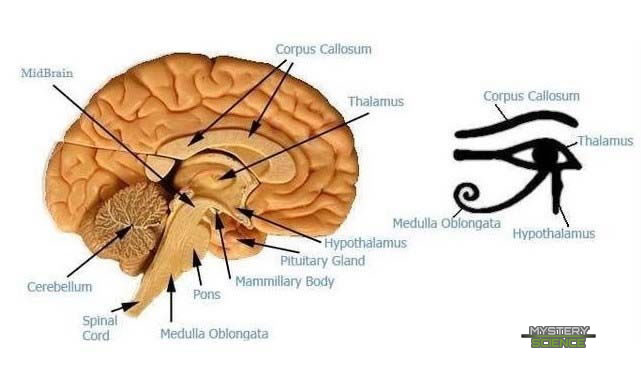 Similitudes entre las partes del cerebro humano y el Ojo de Horus