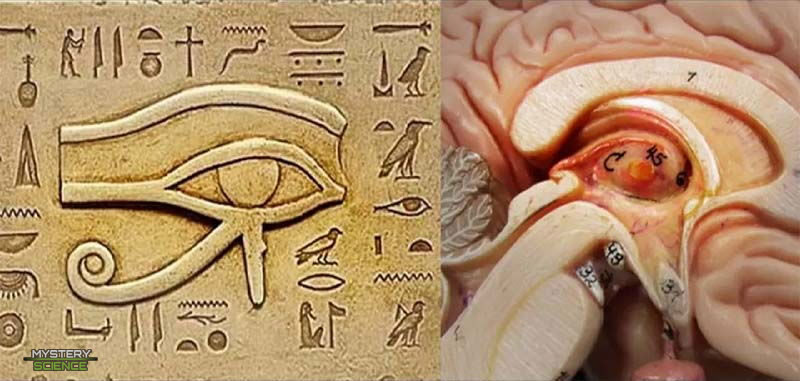 Ojo de Horus y glándula pineal