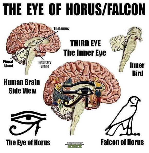 El Ojo de Horus, el halcón de Horus y la glándula pineal