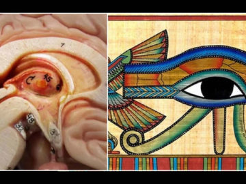 El Ojo de Horus y la Glándula Pineal: sorprendentes similitudes relacionadas al cerebro y la mente