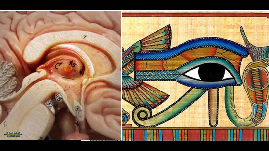 El Ojo de Horus y la Glándula Pineal: sorprendentes similitudes relacionadas al cerebro y la mente