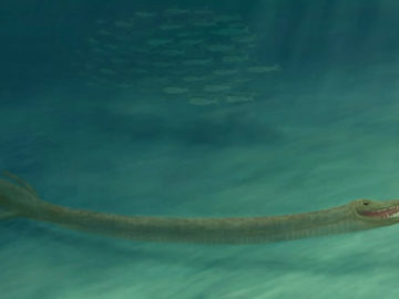 Resuelven el enigma de este «monstruo marino» prehistórico