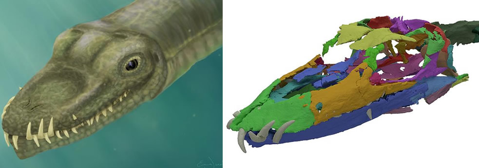 Imagen ilustrativa y Reconstrucción en 3D del cráneo del Tanystropheus