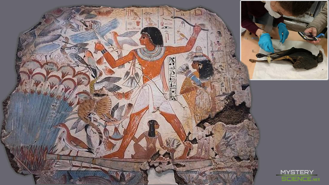 Descubren el origen de millones de aves sacrificadas en el Antiguo Egipto