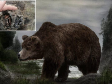 Encuentran el cuerpo de un oso extinto hace 15.000 años, completamente conservado