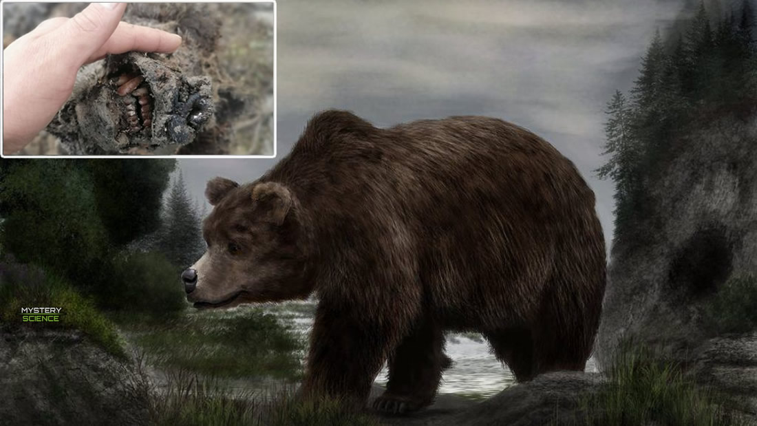Encuentran el cuerpo de un oso extinto hace 15.000 años, completamente conservado