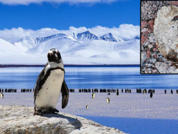 Deshielo en la Antártida revela restos de pingüinos preservados durante de 800 años