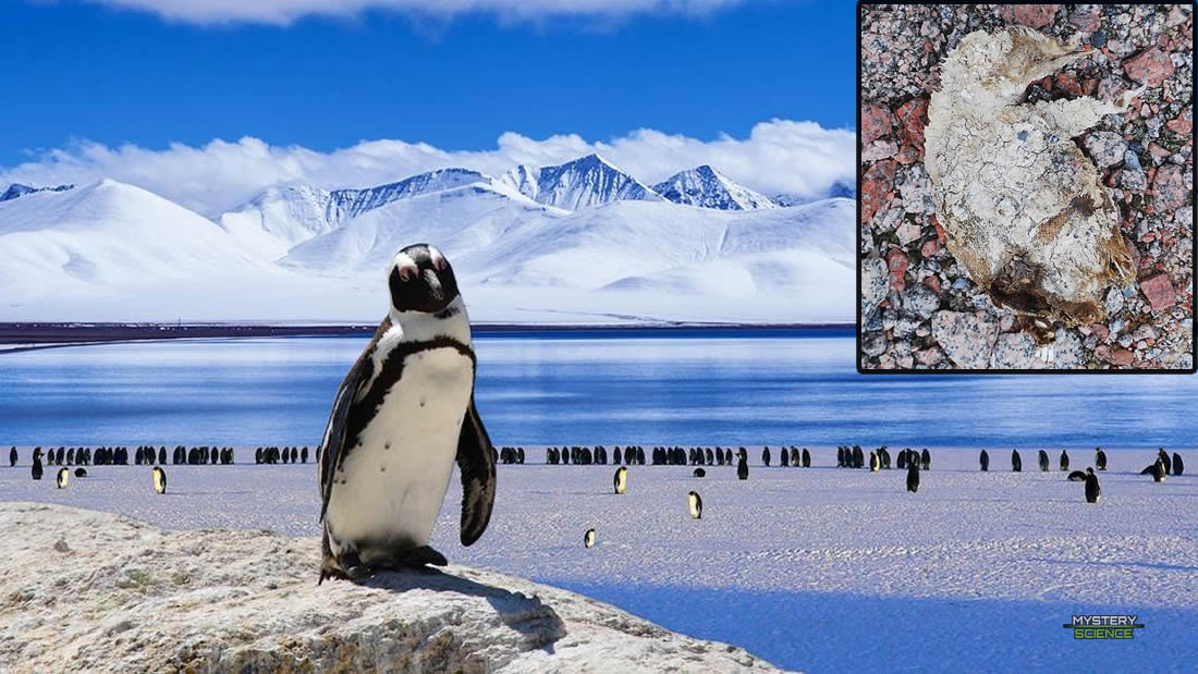 Deshielo en la Antártida revela restos de pingüinos preservados durante de 800 años