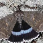 Encuentran una rara mariposa gigante en Chernóbil del tamaño de un pájaro