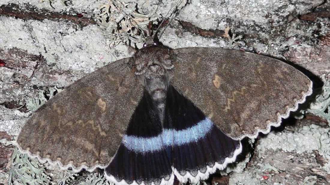 Encuentran una rara mariposa gigante en Chernóbil del tamaño de un pájaro