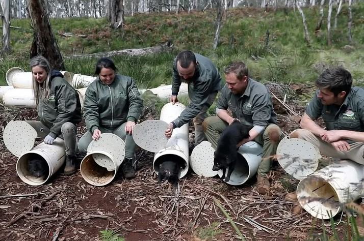 Extinción demonios de tasmania