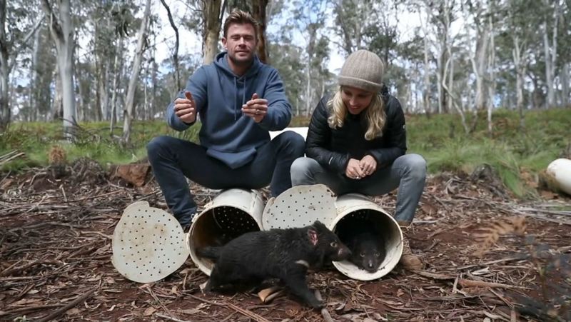 Chris Hemsworth libera a los demonios de Tasmania en la naturaleza en Australia continental