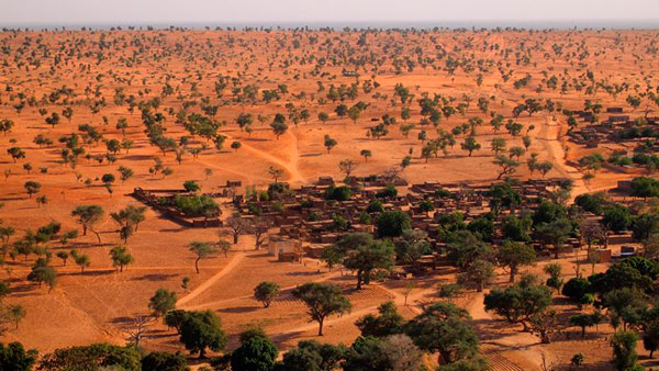 El Sahara y el Sahel tienen muchísimos más árboles de lo que se creía