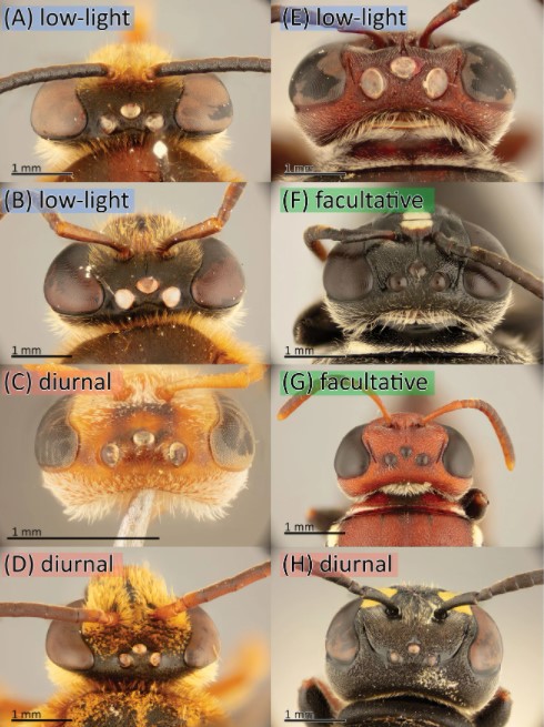 Abejas nocturnas