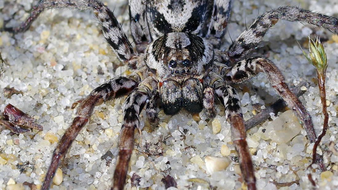 Araña zorro