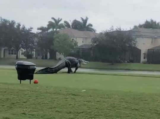 Cocodrilo gigante en Florida