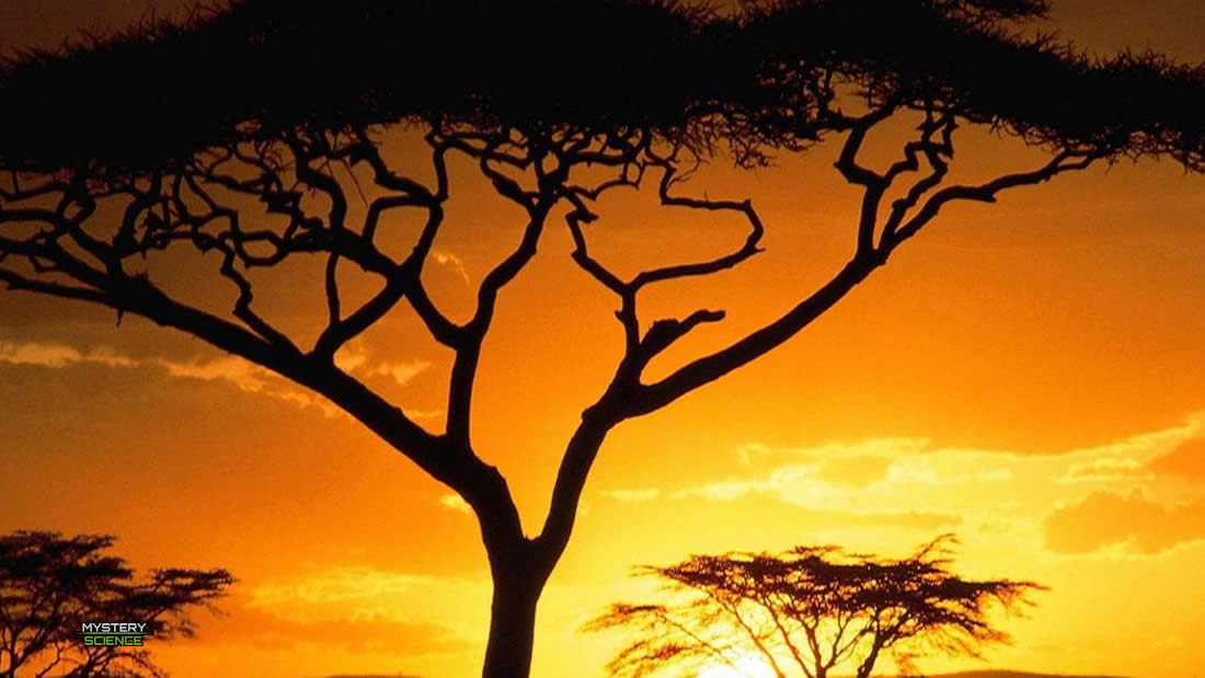 Millones de árboles son descubiertos en el desierto del Sahara