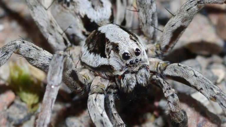 Hallan enorme y mortal araña considerada extinta hace más de 25 años
