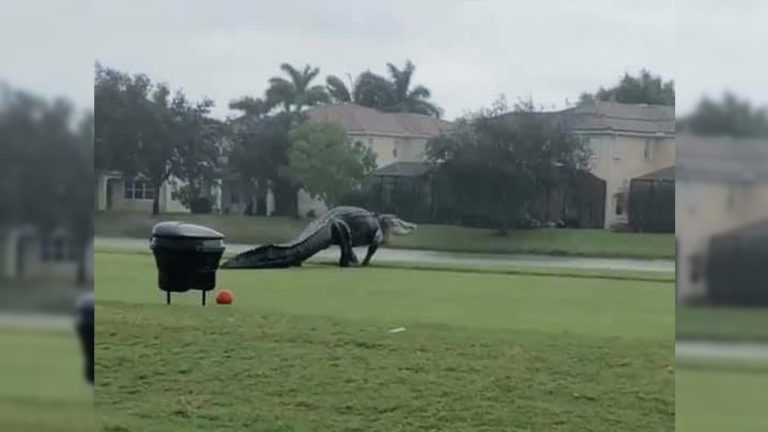Inusual y gigantesco reptil apareció en Florida tras inundaciones por huracán Eta