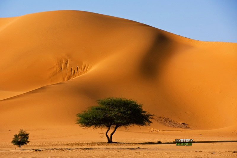 árboles en el Sahara