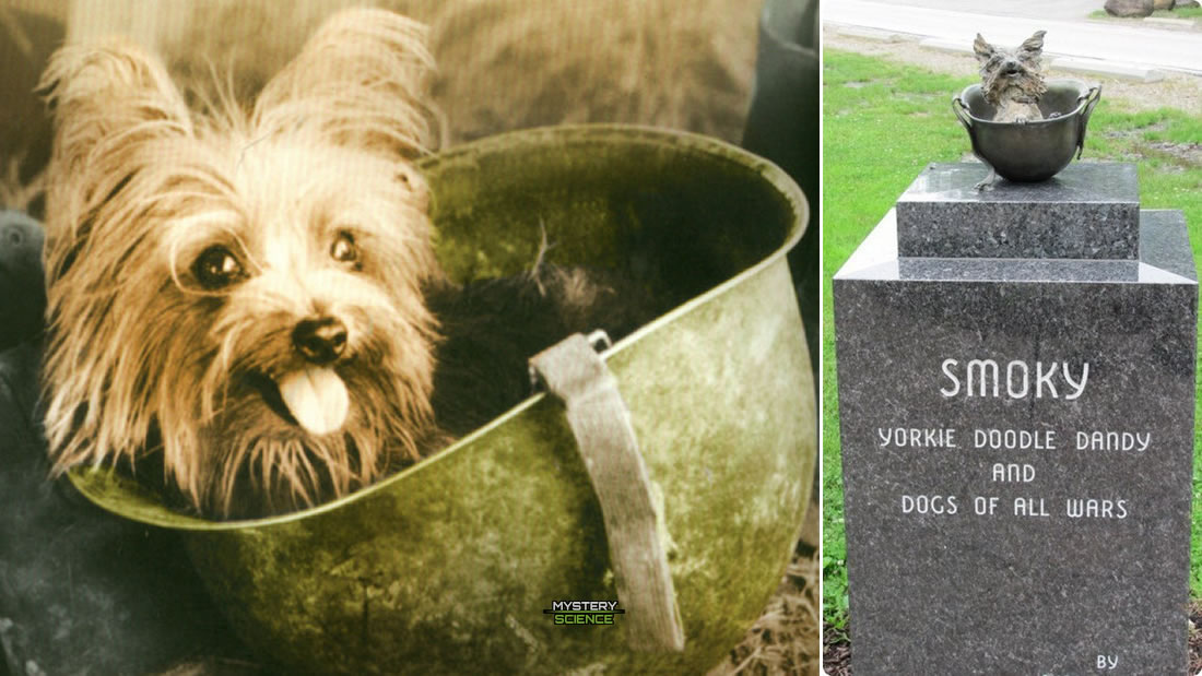 La valiente perrita que salvó a 250 soldados en la Segunda Guerra Mundial