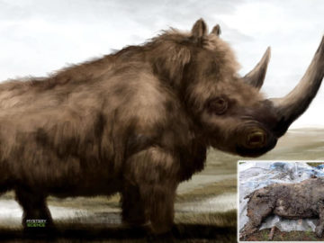 Hallan un rinoceronte lanudo de la era glacial con sus «órganos intactos»