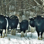 Vacas de la zona de exclusión de Chernóbil adoptan un extraño comportamiento