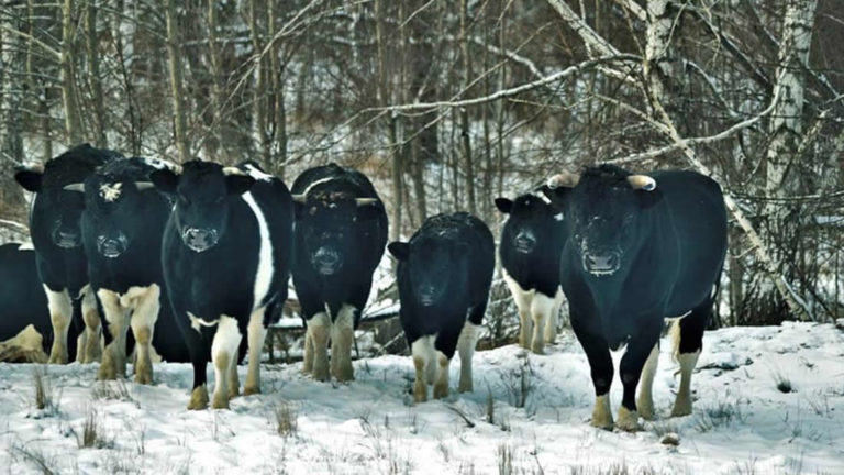 Vacas de la zona de exclusión de Chernóbil adoptan un extraño comportamiento