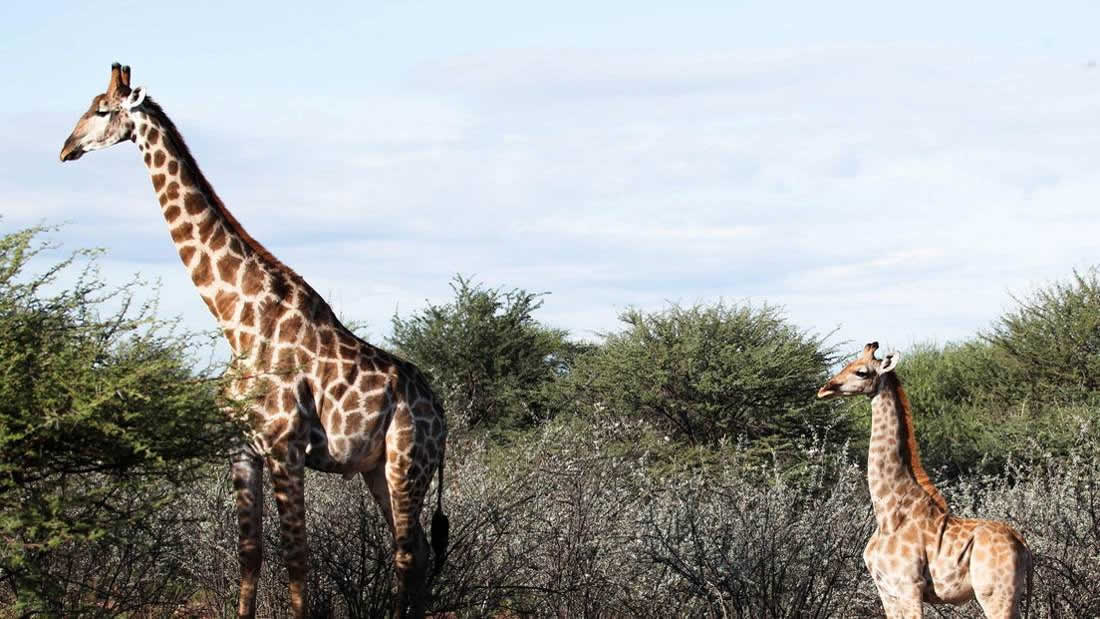 Aparecen por primera vez dos jirafas enanas en África