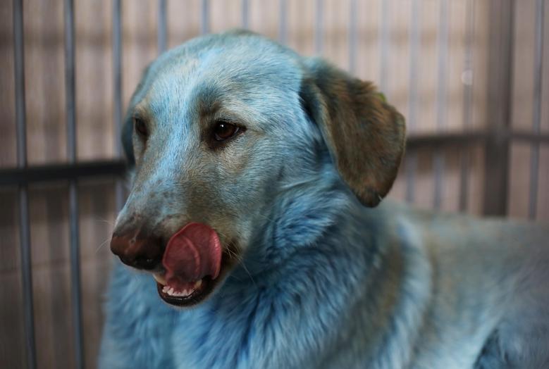 Un perro con pelaje azul en un hospital veterinario