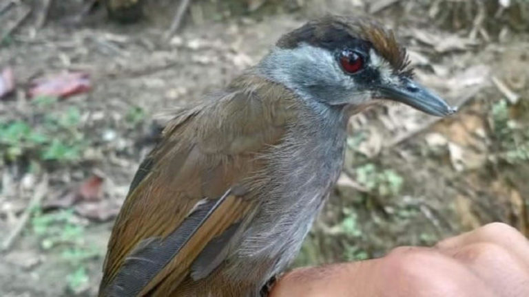 Reaparece un ave que se creyó extinta por más de 170 años