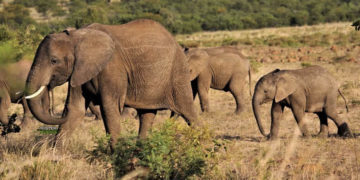 Presunto cazador furtivo muere pisoteado por elefantes