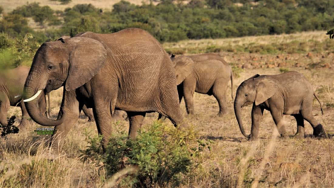 Presunto cazador furtivo muere pisoteado por elefantes