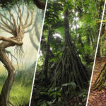 Los misteriosos árboles de la selva «que caminan»