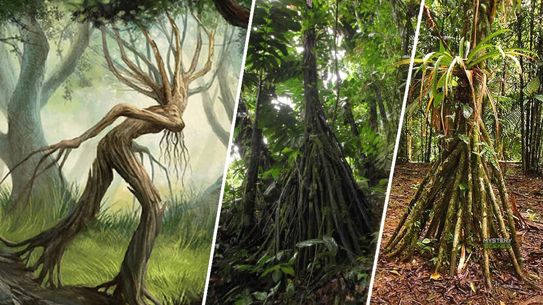 Los misteriosos árboles de la selva «que caminan»