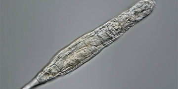 Microscópico animal vuelve a la vida tras 24.000 años congelado