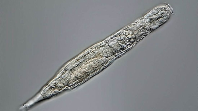 Microscópico animal vuelve a la vida tras 24.000 años congelado