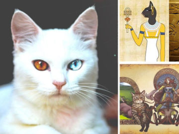 Mitología felina y su importancia en varias culturas antiguas