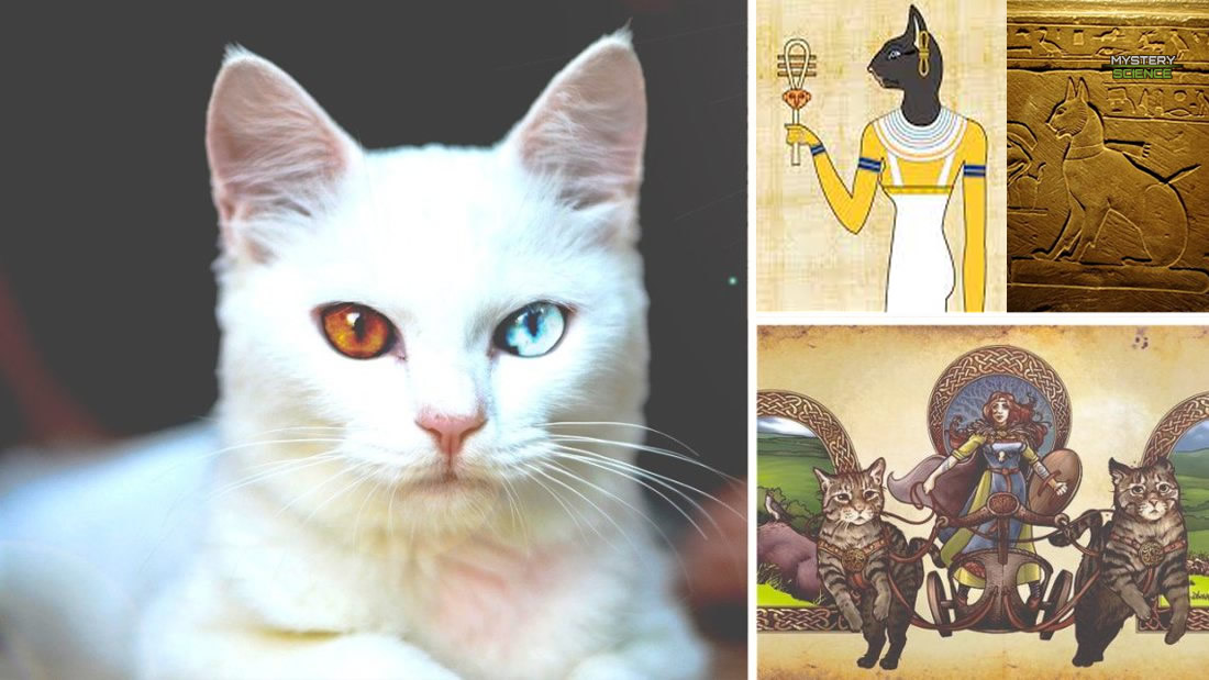 Mitología felina y su importancia en varias culturas antiguas