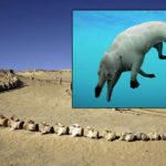 Descubren en Egipto el fósil de 43 millones de años de una ballena de cuatro patas